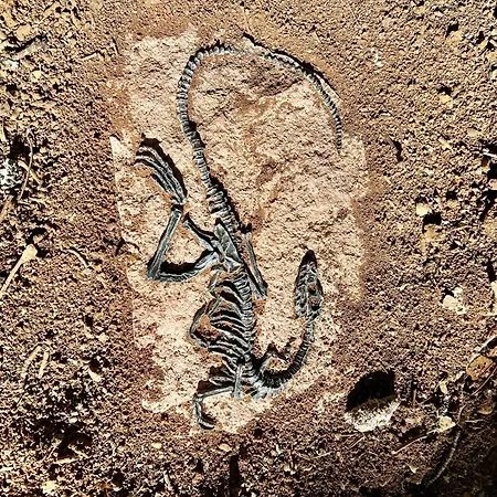 La Perchee Jurassic * Lavaurette